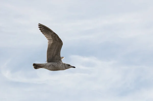 Junger Möwenvogel fliegt in den Himmel — Stockfoto