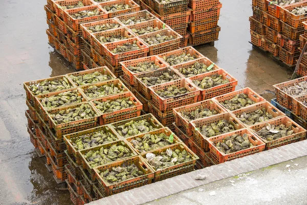 Cultivo de ostras en el lugar holandés yerseke —  Fotos de Stock