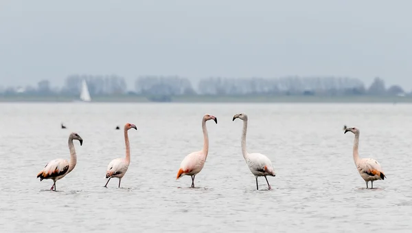 Gruppo di fenicotteri in natura — Foto Stock