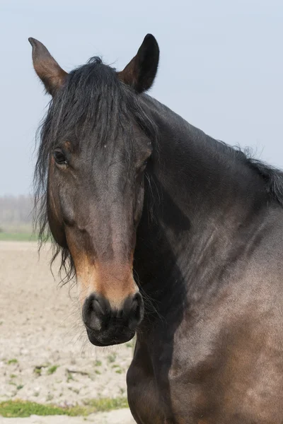 Closeup of brown horse mammal — Stock Photo, Image