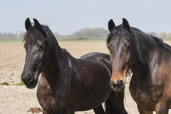 Två hästar tillsammans — Stockfoto