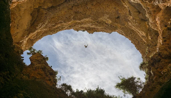 Saegull flying between the rocks — Stock Photo, Image