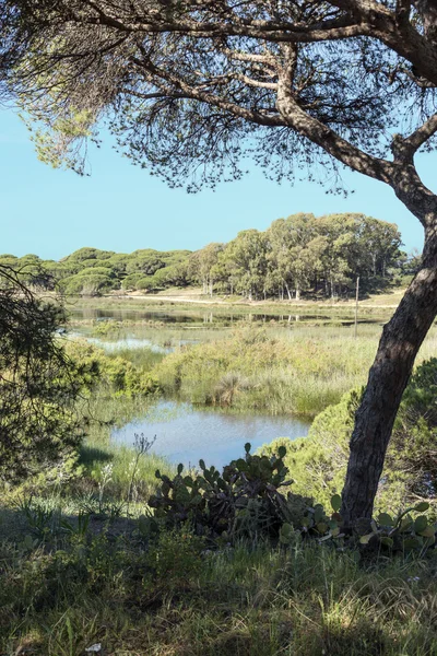 Pino y cactus en portugal —  Fotos de Stock