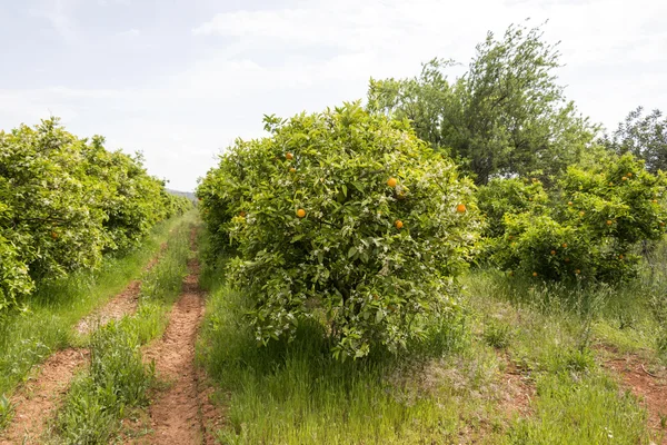 Apelsinträd i portugal — Stockfoto