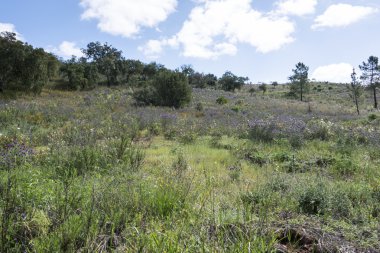 çiçekler Algarve'deki/daki oteller