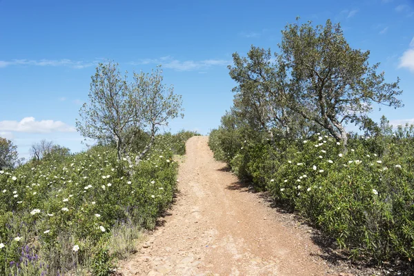 Fiori bianchi in algarve — Foto Stock