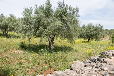 eski zeytin ağaçları ve çiçekler