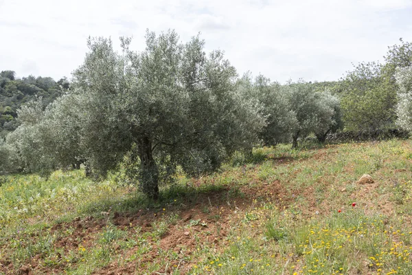 Old olive trees and flowers — Stock Photo, Image