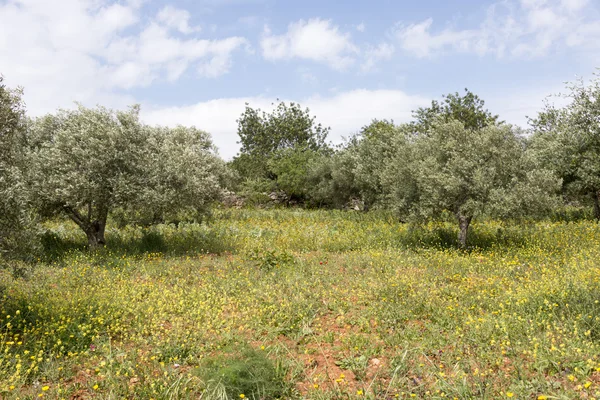 Old olive trees and flowers — Stock Photo, Image