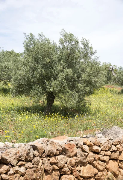 Oude olijfbomen en bloemen — Stockfoto