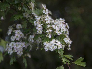 Baharda küçük çiçek çiçekler