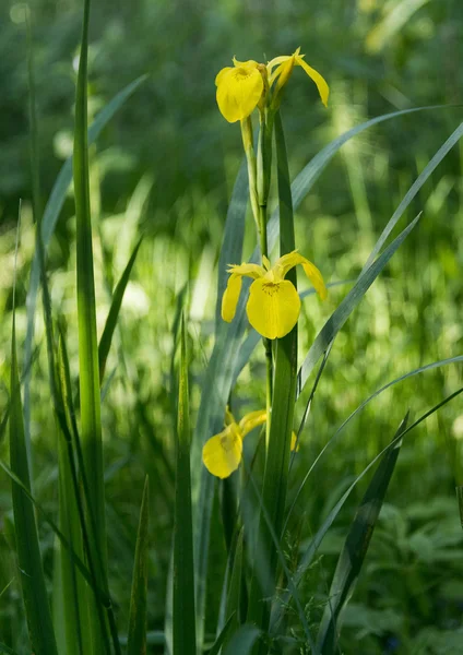 Iris amarillo —  Fotos de Stock