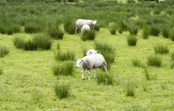 Sheep animals — Stock Photo, Image