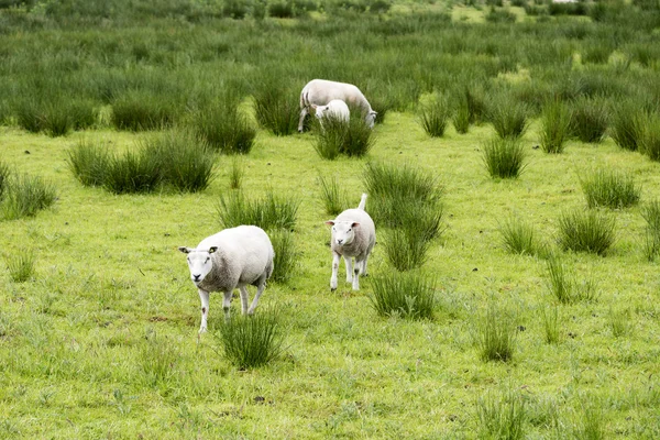 Sheep animals — Stock Photo, Image