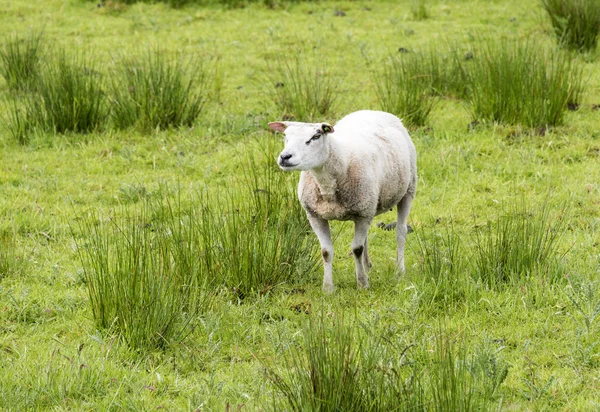 Sheep animals — Stock Photo, Image