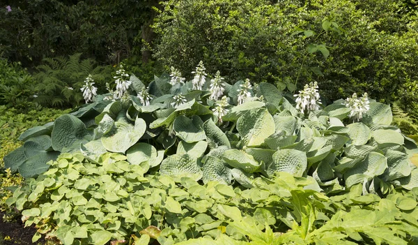 Μεγάλο πράσινο hosta φυτά — Φωτογραφία Αρχείου