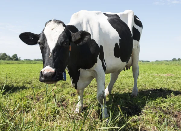 Cow looking at camera — Stock Photo, Image