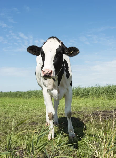 Cow looking at camera — Stock Photo, Image