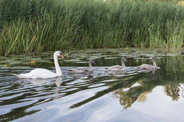 Cygne de famille dans l'eau — Photo