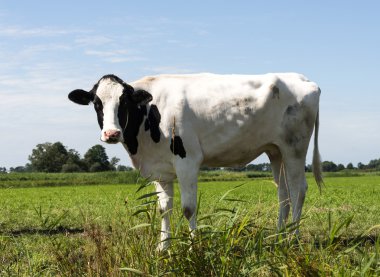 Kameraya bakarak inek