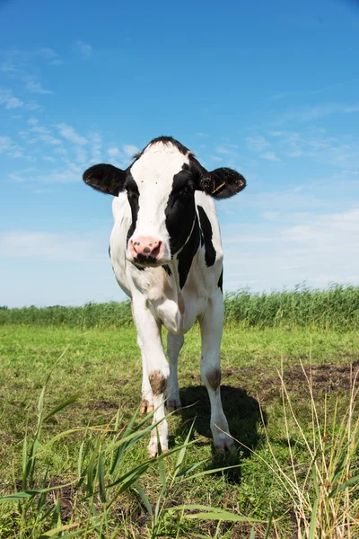 Vaca mirando a la cámara —  Fotos de Stock