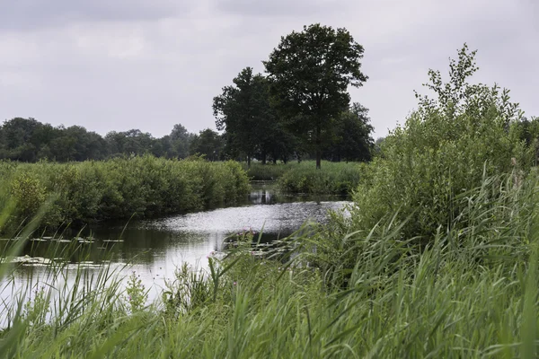 Small river in dutch nature — Stock Photo, Image