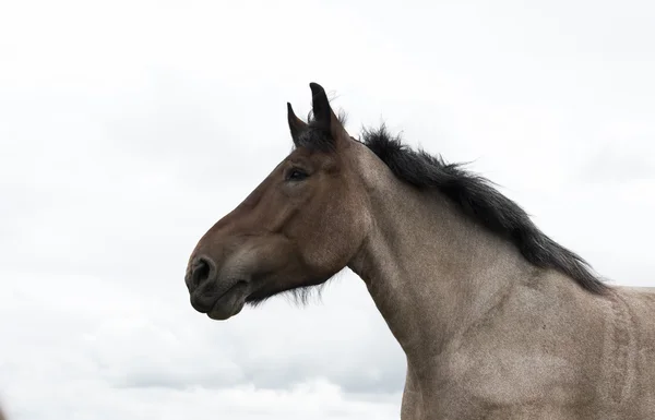 Closeup of horse head — Stock Photo, Image