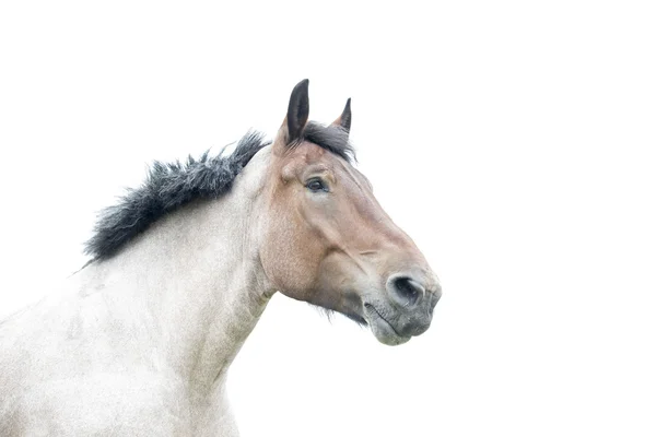 Brown horse with clouded sky as background — Stock Photo, Image