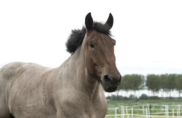 Closeup of horse head — Stock Photo, Image