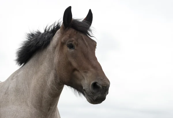 Closeup of horse head — Stock Photo, Image