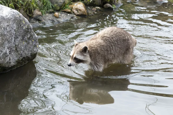 Tvättbjörn promenader i den små floden — Stockfoto