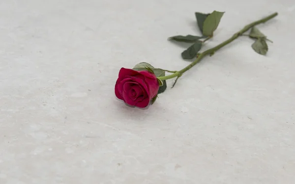 Rosa rossa sul pavimento — Foto Stock