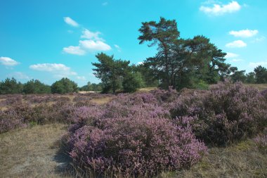 Heath ve Hollanda'da orman