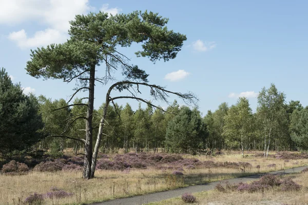 Vřesoviště a lesy v Holandsku — Stock fotografie