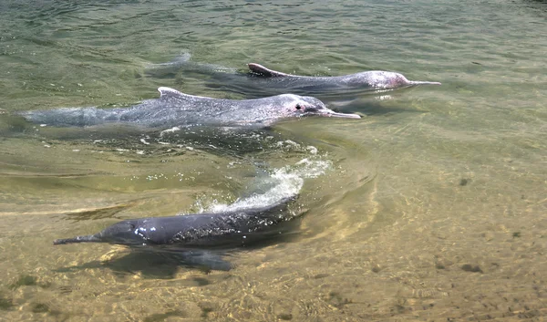 Delfines rosados muy raros — Foto de Stock