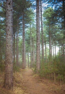 yeşil ve kahverengi renklerle sonbahar sırasında Forrest yolu