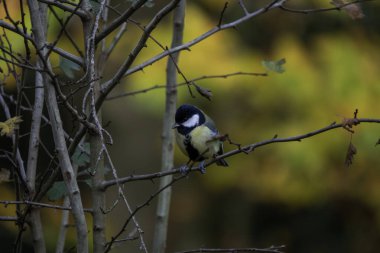 İnce bir dala tüneyen küçük bir kömür kiti ılık sonbahar renklerinin ortasında sonbahar bahçesinde huzurlu bir vahşi yaşam anını yakalıyor. Parlak yeşillik canlı bir zemin oluşturur.