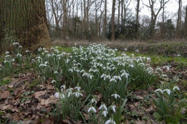 Sessiz bir ormandaki büyük bir ağacın altında yoğun beyaz kar damlası çiçekleri çiçek açar. Düşen yapraklar ve taze yeşil filizler ilkbaharın başlarında ve hassas mevsimsel yenilenmenin habercisidir..