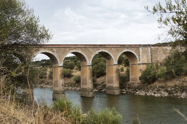 Ponte de ardilla v Portugalsku — Stock fotografie