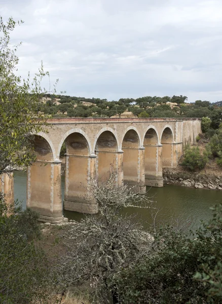 Ponte de ardilla en portugal — Foto de Stock