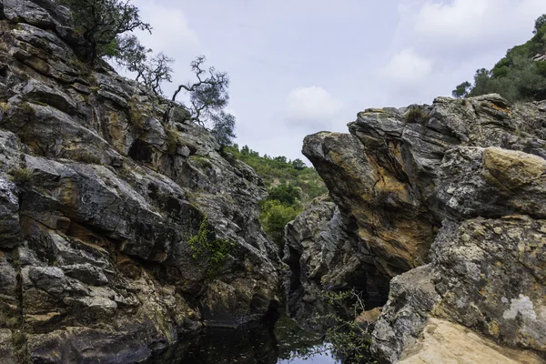 Pego das PIA's water — Stockfoto