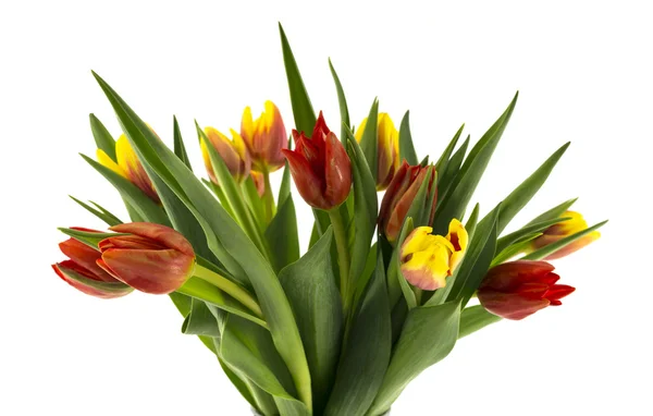 Red and yellow tulips — Stock Photo, Image