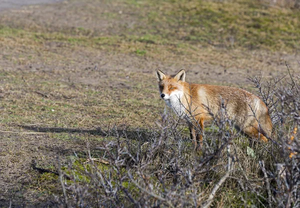 Wild red fox in Holland sideview — Stock Photo, Image