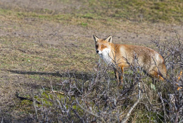 Wild red fox in Holland sideview — Stock Photo, Image
