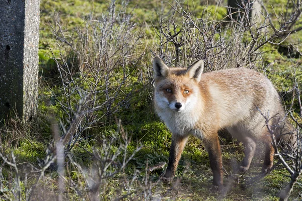 Dziki red fox w Holandii — Zdjęcie stockowe