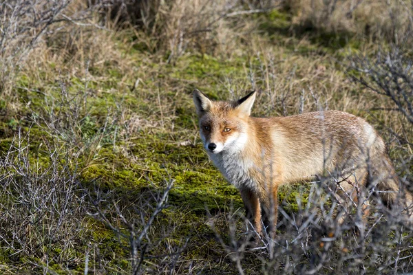 Dziki red fox w Holandii było coupé. — Zdjęcie stockowe