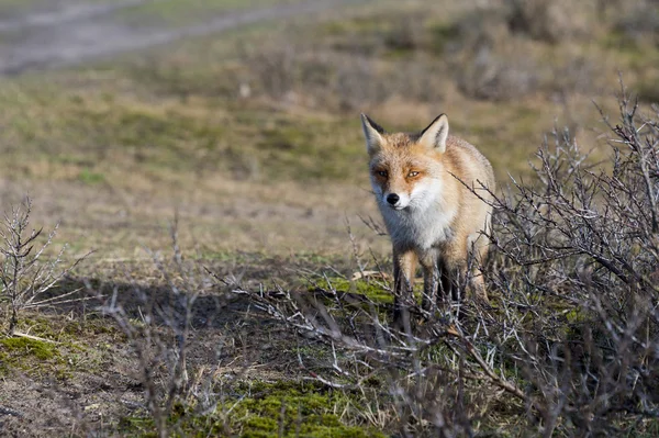 Raposa vermelha selvagem na Holanda — Fotografia de Stock