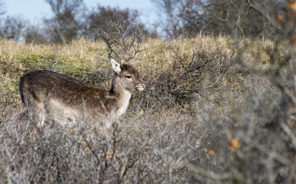 Cervos jovens na natureza holland — Fotografia de Stock