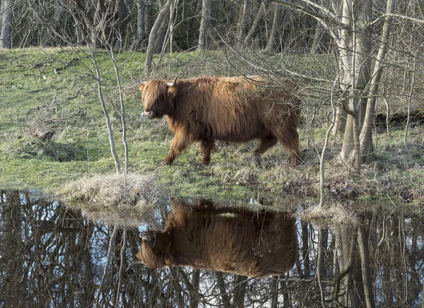 Galloway jelen s treflection ve vodě — Stock fotografie