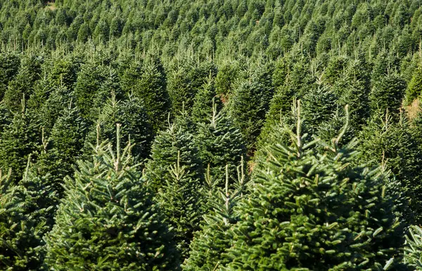 Christmas Tree Farm Hatley Quebec Kanada — Stock fotografie